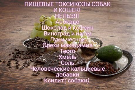 Отравления собак и кошек, пищевые токсикозы